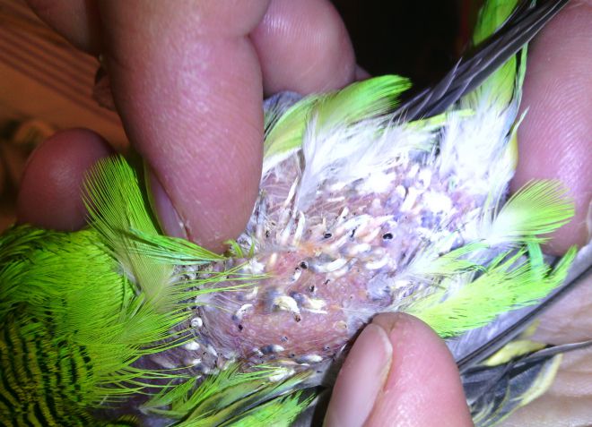 болезни волнистых попугаев