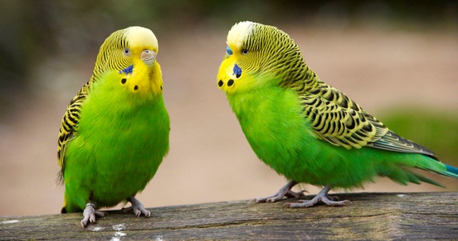 Волнистые попугайчики - уход и содержание, как обустроить клетку?