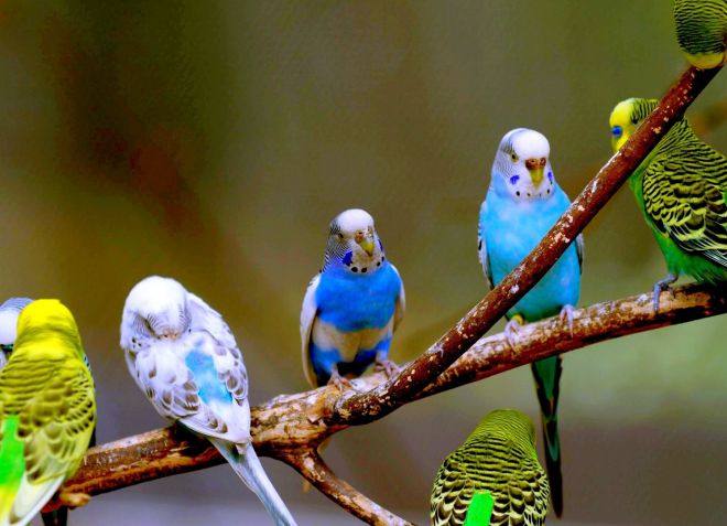 окрасы волнистых попугаев