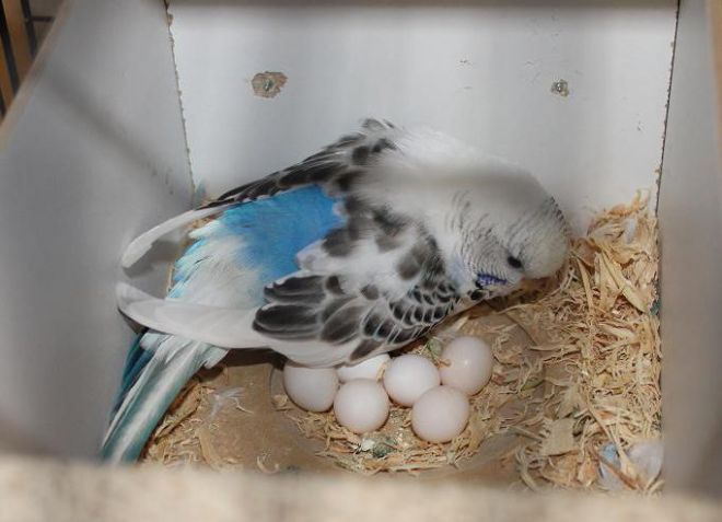 гнездо для волнистых попугаев